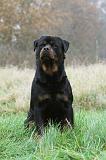 ROTTWEILER 414